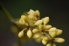 Gymnacranthera canarica